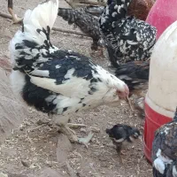 مرغو خروس