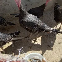 بقلمون خانگی
