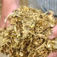 علوفه درجه 1تضمینی