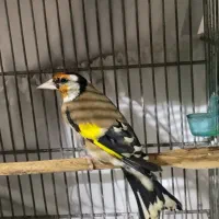 سهره نر و ماده