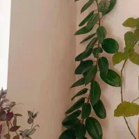 گل اپارتمانی|گل و گیاه طبیعی|قیدار, |دیوار
