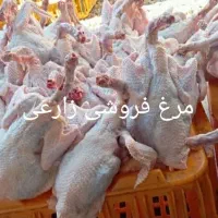 مرغ تخمگذار وزن بالا برای کشت|حیوانات مزرعه|شیراز, شهرک سعدی|دیوار