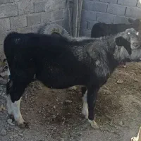 گوساله چهارماهه|حیوانات مزرعه|بردسکن, |دیوار