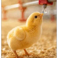 دستگاه نانوحباب ساز اکسیژن آب مرغ داری و گاوداری|ماشینآلات صنعتی|تهران, امیرآباد|دیوار
