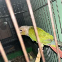 طوطی گرینچیک|پرنده|بندرعباس, |دیوار