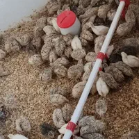 جوجه بلدرچین 20الی25روزه