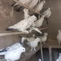 کفتر دم سبزو تودمبی