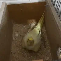 عروس هلندی میبد|پرنده|میبد, |دیوار