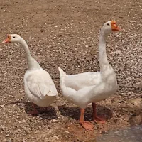 فروش دوعدد قوغاز