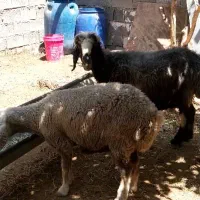 گوسفند میش جوان داشتی