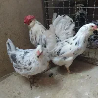 مرغ گلین|حیوانات مزرعه|مشهد, حسابی جنوبی (شهرک غرب)|دیوار