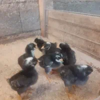 جوجه ۵روزه و۱ماهه آمروک وخروس برهماگلد