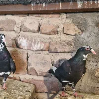 پلنگ جفت|پرنده|چترود, |دیوار