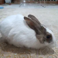 خرگوش|موش و خرگوش|یاسوج, |دیوار