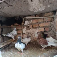 فروش کبوتر