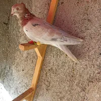 کبوترعطیقه|پرنده|مشهد, هفده شهریور|دیوار