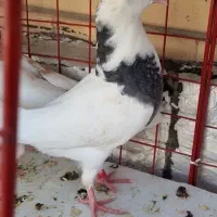 جوجه طوقی