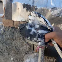 کبوتر شهری جفتی|پرنده|ارژن, |دیوار