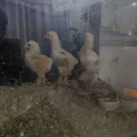 جوجه برهما|پرنده|اردکان, |دیوار