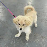 اشپیتز ۳ ماهه ماده|سگ|بابلسر, |دیوار