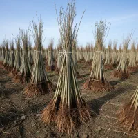 نهال صنوبر درجه‌یک از نهالستان مستقیم