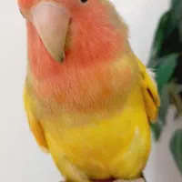 طوطی کوتوله برزیلی فول دستی