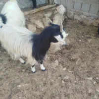 بز کولار گیسه|حیوانات مزرعه|جهرم, |دیوار