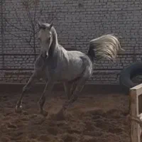 نریان ۵ساله کره تاج وارداتی