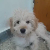 سگ خانگی|سگ|قم, شاه ابراهیم|دیوار