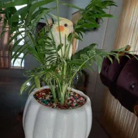 عروس هلندی نر و ماده تخم گذار