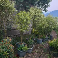لگستروم پیوندی|خدمات باغبانی و درختکاری|چابکسر, |دیوار