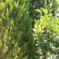 درخت گل گیاه تنه درخت طبیعی نهال|گل و گیاه طبیعی|تهران, طرشت|دیوار