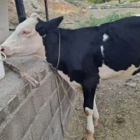 گوساله ماده