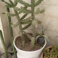 کاکتوس