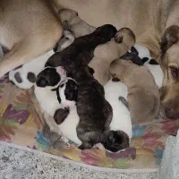 توله سگ سرابی