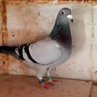 کبوتر.پلاکی.نامبر