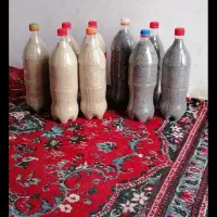 بذر درجه یک|گل و گیاه طبیعی|الیگودرز, |دیوار