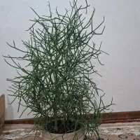 گل طبیعی تزیینی کادویی
