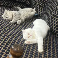 گربه اسکاتیش. سفید ماده فروشی|گربه|کرمان, |دیوار