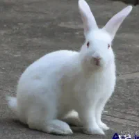 دوتا خرگوش نر و ماده