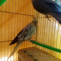 عروس هلندی جفت