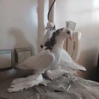 بوینی گولی|پرنده|تبریز, |دیوار