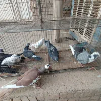 کفتر پرشی|پرنده|شاهین دژ, |دیوار