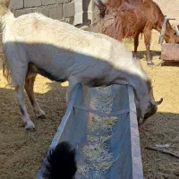 به نام خدا|حیوانات مزرعه|داراب, |دیوار