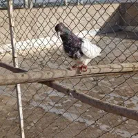 ۴۰عدد کبوتر درعجبشیر