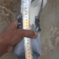 ۲ تا نر دمگیر مست مست|پرنده|خمینی‌شهر, |دیوار