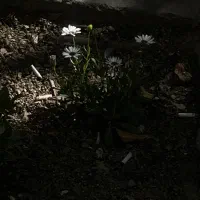 تدریس تضمینی زبان انگلیسی