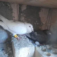کفتر|پرنده|لنجان, |دیوار
