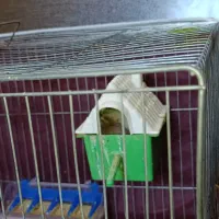 یک جفت فنج تخم گذار سالم  تو لونه هم جوجه دار