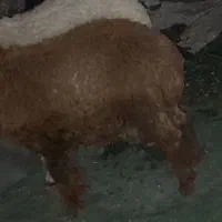 فروش بره نر